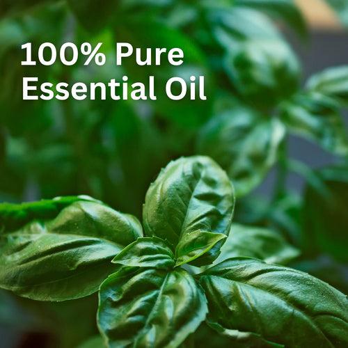 Aroma Treasures Basil (Sweet) Essential Oil (10ml)