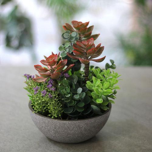 Artificial Succulent Plant - Red Leaves