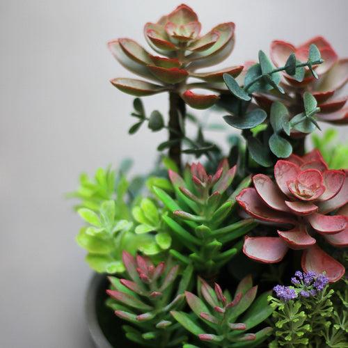 Artificial Succulent Plant - Red Leaves
