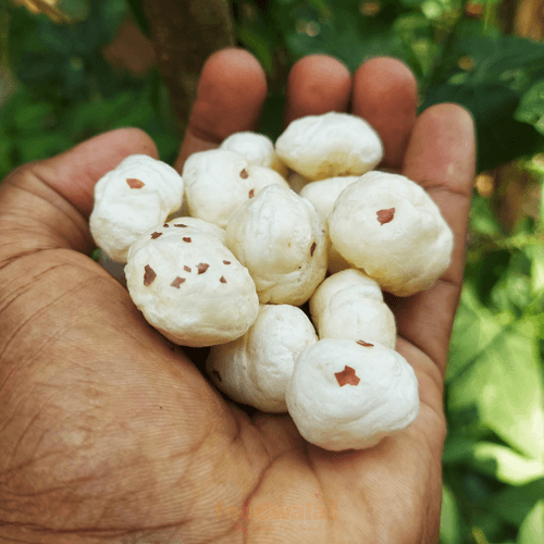 Jumbo Makhana