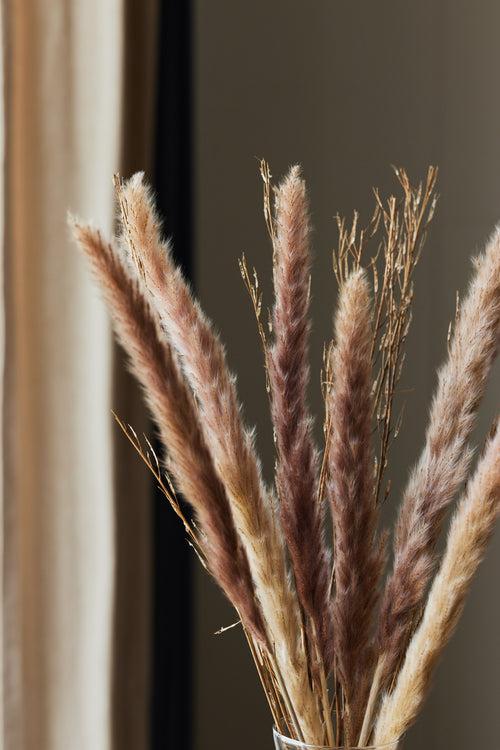 Foxtail Grass Bunch