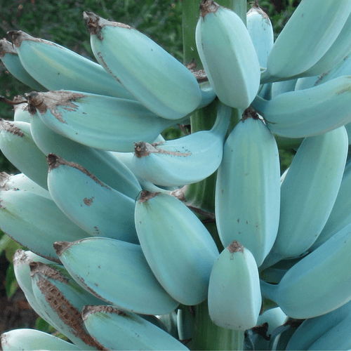 Blue Java Banana / Musa accuminata - Fruits plant & Tree