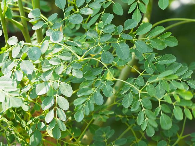 Moringa Plant - Medicinal Plant