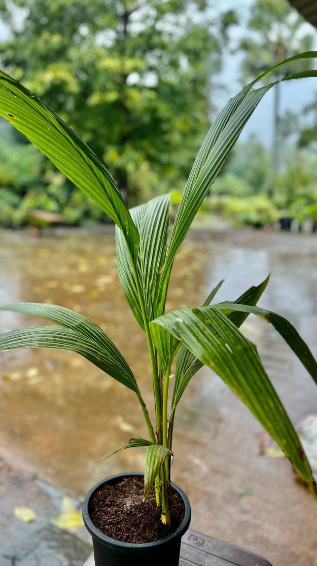 Ice- cream coconut (Thailand Imported) - Fruit Plant & Tree