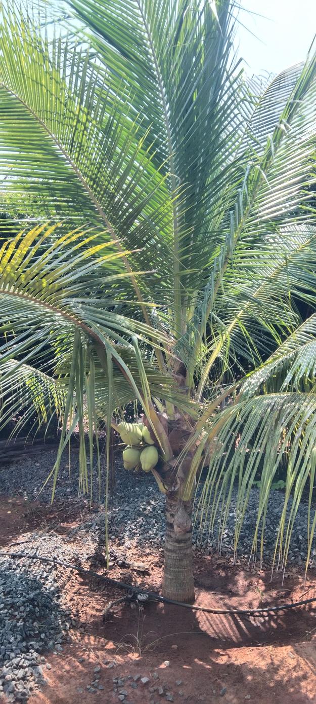 Malaysian coconut (dwarf) variety- Fruits plants & Tree