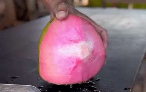 Thailand Pink Coconut - Fruit Plant & Tree