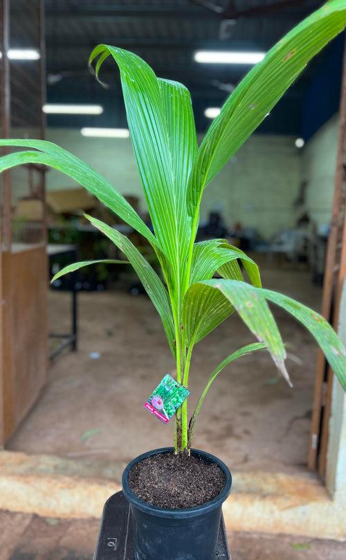 Thailand Pink Coconut - Fruit Plant & Tree