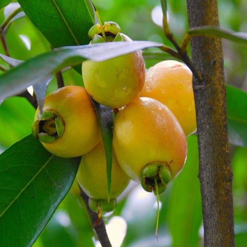 Rose Apple - Fruit Plant