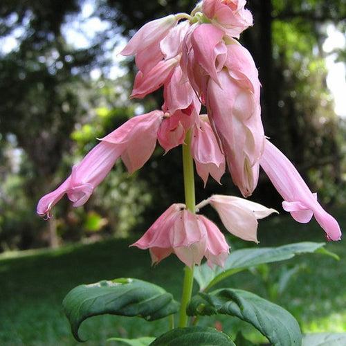 Salvia Pink - SEASONALS