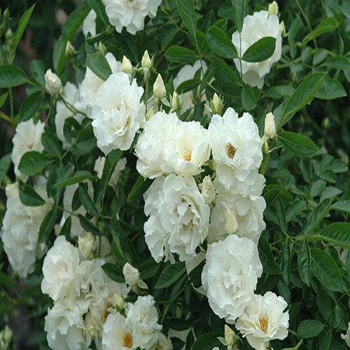 Rose Summer Snow White - Flowering Plants