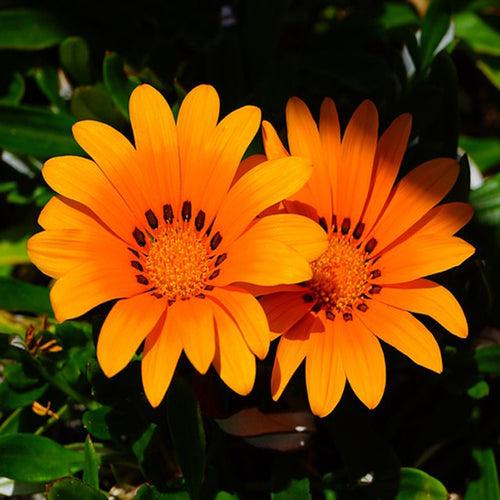 Gazania orange- SEASONALS