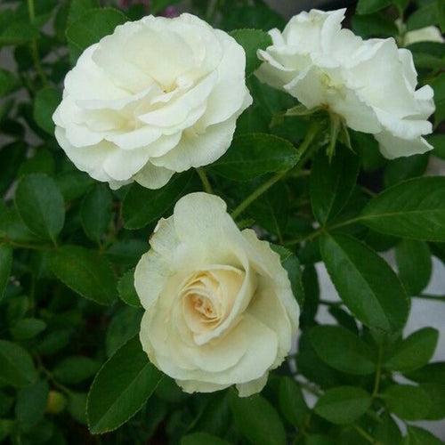 Rose Summer Snow White - Flowering Plants
