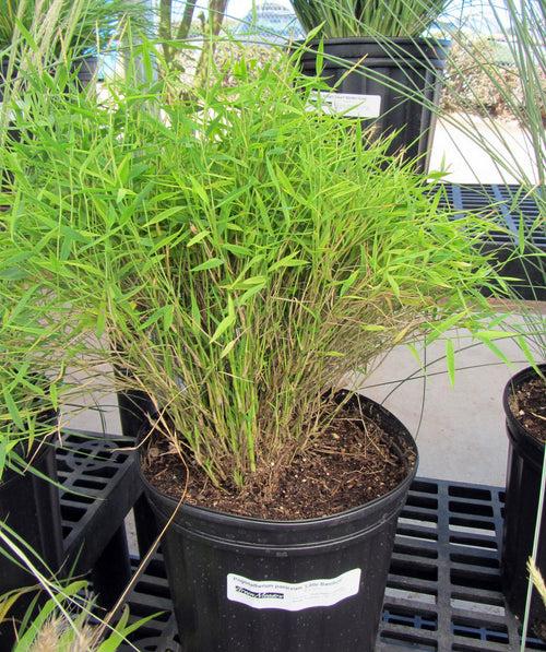 Bamboo grass Green - Ornamental Plants