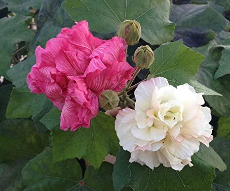 Hibiscus mutabilis/Cotton Rose - Flowering Plants