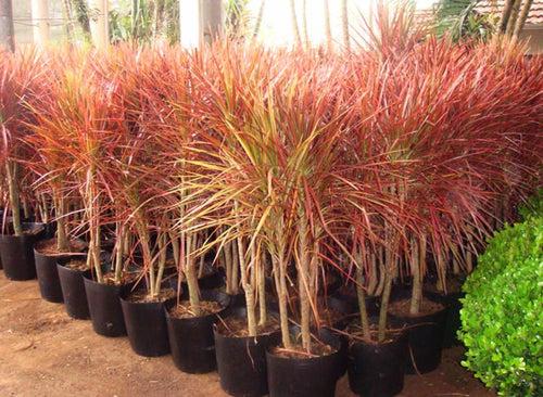 Dracaena marginata tricolor - Indoor/Ornamental Plants