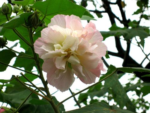 Hibiscus mutabilis/Cotton Rose - Flowering Plants