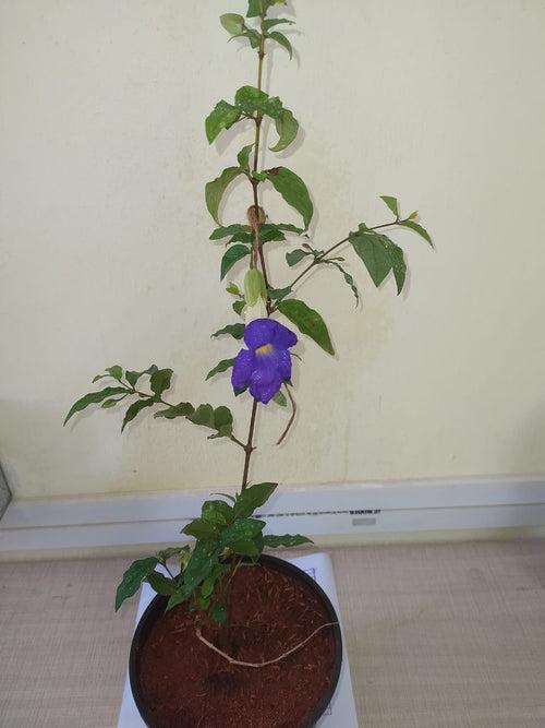Thunbergia erecta Blue - Ornamental Flowering Plants