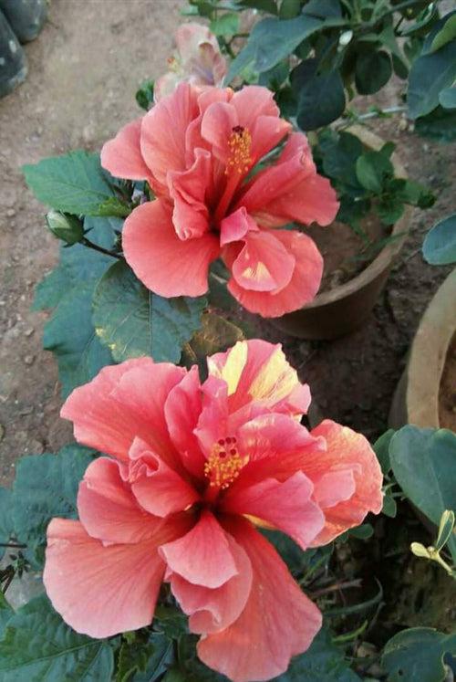 Hibiscus Orange/Goldspot Double - Flowering Plants