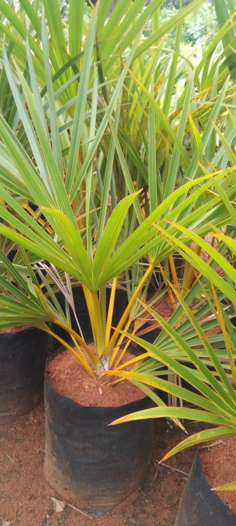 Yellow Latania lontaroides Plam- Outdoor Palm Trees