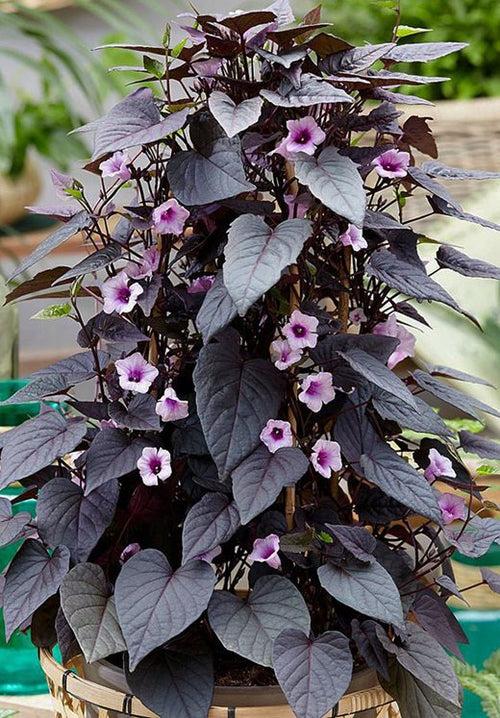 Ipomoea Black Heart Vine - Creepers & Climbers