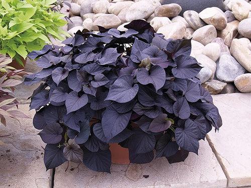 Ipomoea Black Heart Vine - Creepers & Climbers