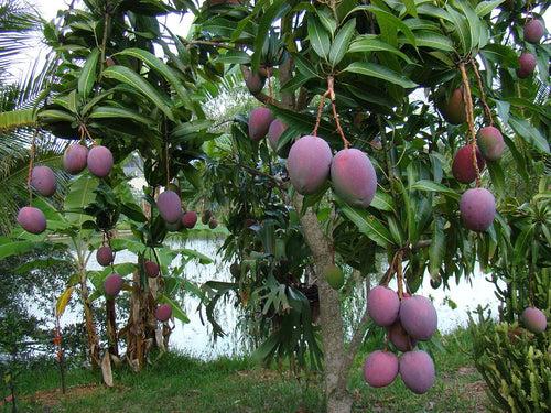 Black Mango / Tommy atkins - Fruit Plant