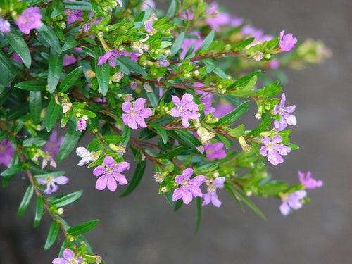 Cuphea hyssopifolia Lavender - Ornamental Flowering Plants