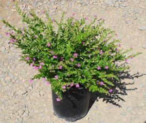 Cuphea hyssopifolia Lavender - Ornamental Flowering Plants