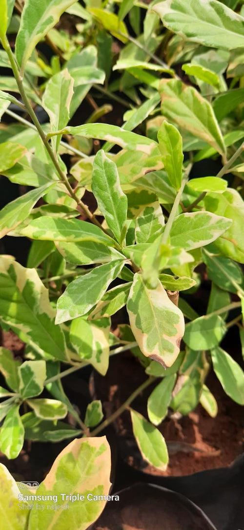 Variegated Curtain Creeper  - Creepers & Climbers