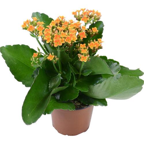 Kalanchoe blossfeldiana Orange - Table Top Flowering Plants