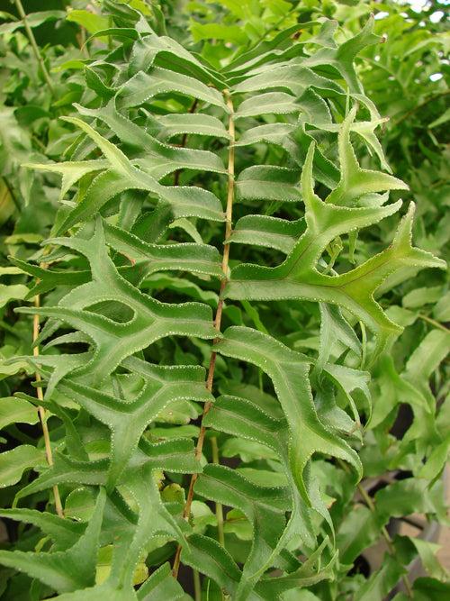 Fishtail Fern - Indoor Plants