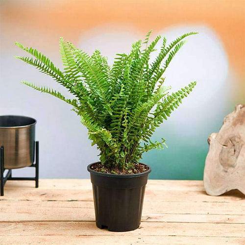 Green Boston Fern - Indoor Plants