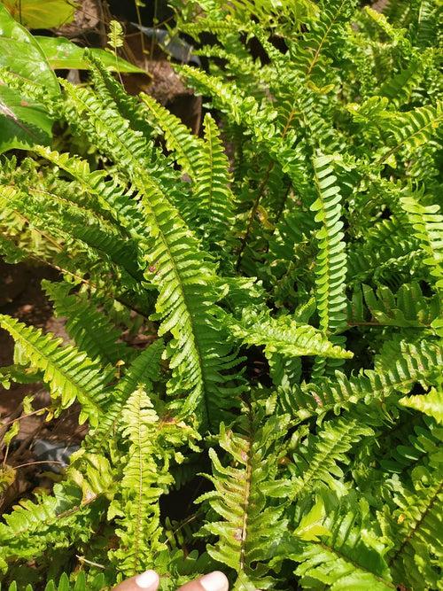 Green Boston Fern - Indoor Plants