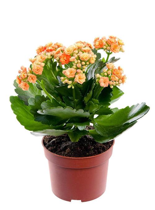 Kalanchoe blossfeldiana Orange - Table Top Flowering Plants