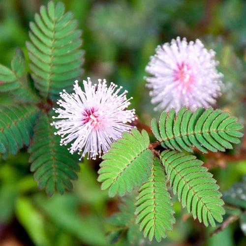 Mimosa pudica (Touch-me-not) - Ornamental Plants