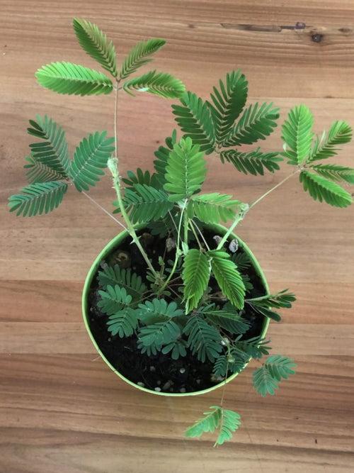 Mimosa pudica (Touch-me-not) - Ornamental Plants