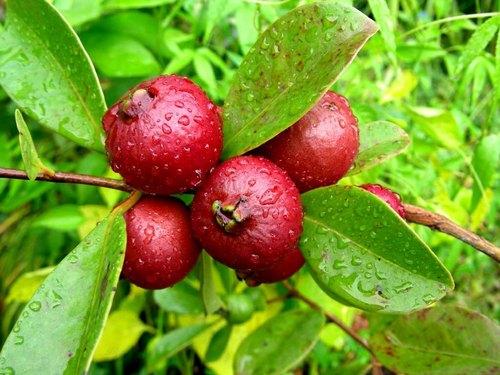 Strawberry Guava - Fruit Plant