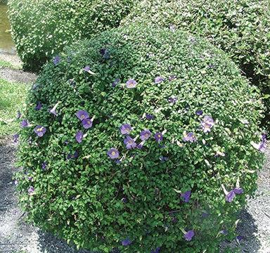 Thunbergia erecta Blue - Ornamental Flowering Plants