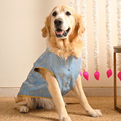 PoochMate Blue Brocade Dog Sherwani