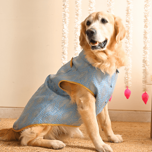 PoochMate Blue Brocade Dog Sherwani