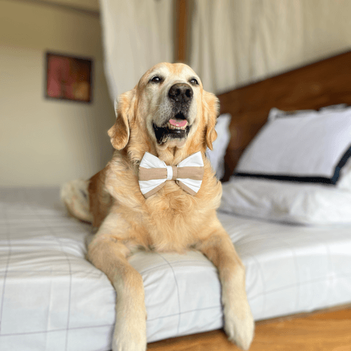 PoochMate Beige & White Striped Bow Tie for Dogs