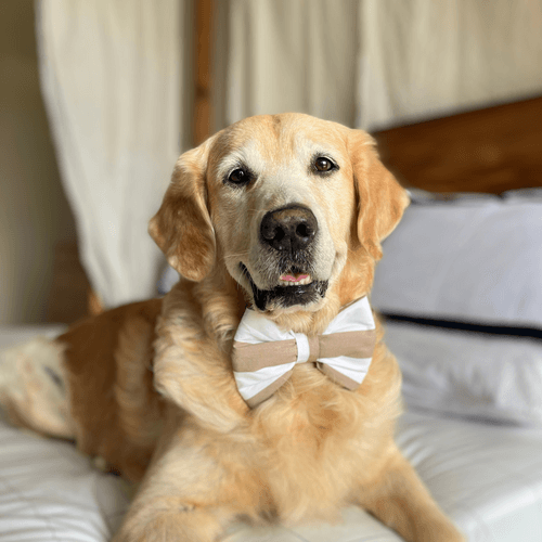 PoochMate Beige & White Striped Bow Tie for Dogs