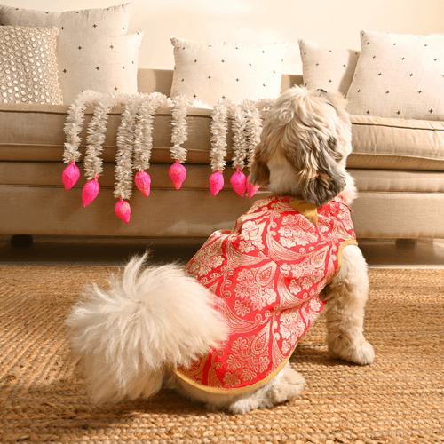 PoochMate Coral Brocade Dog Sherwani