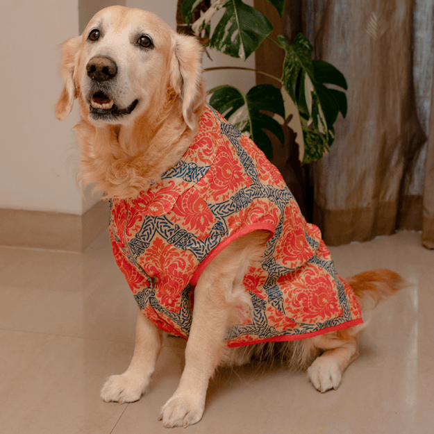 PoochMate Diwali Dog Sherwani: Hot Pink & Almond