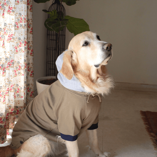 PoochMate Light Olive & Grey Striped Dog Sweatshirt