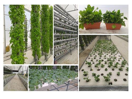 Discover High-Tech Vertical Aeroponic and Hydroponic Farm Visit Experience