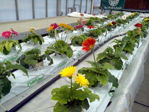 Hydroponic Nutrients for Flowering Plants -( 250gm A + 250 gm B) BLOSSOM-500