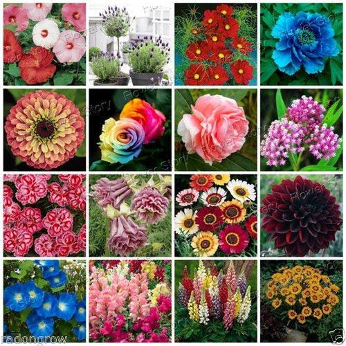 Hydroponic Nutrients for Flowering Plants -( 250gm A + 250 gm B) BLOSSOM-500