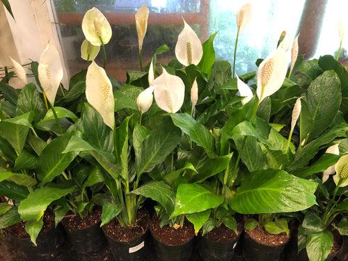 Spathiphyllum (Peace Lily Plant)