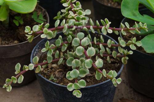 Jade mini hanging pot